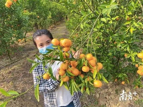 惠城蘆洲90后扶貧專干變身“網紅主播”，直播帶貨助力農副產品暢銷