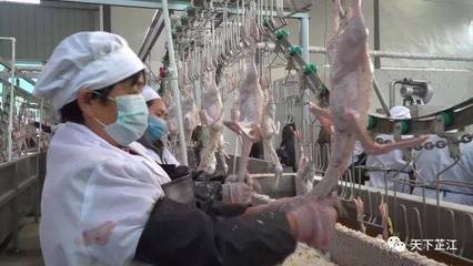 明友食品 年屠宰300萬羽芷江鴨項目投產，填補白條鴨市場空白，助力農副產品銷售升級